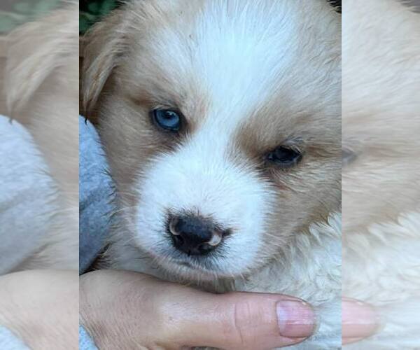 Medium Photo #1 Goberian Puppy For Sale in DENVER, CO, USA