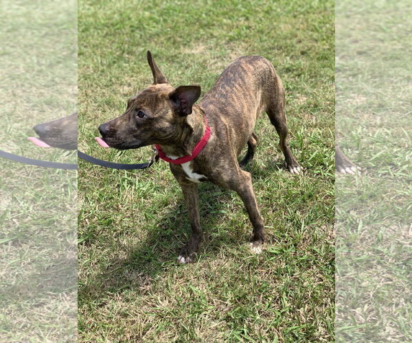 Medium Photo #13 American Pit Bull Terrier-Unknown Mix Puppy For Sale in Oakhurst, NJ, USA