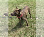 Small #12 American Pit Bull Terrier Mix