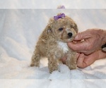 Small #14 Poodle (Toy)
