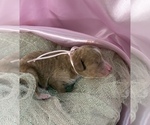 Small #2 Goldendoodle (Miniature)