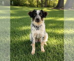 Small Great Pyrenees Mix