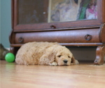Small Photo #8 Goldendoodle Puppy For Sale in TURIN, NY, USA