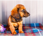 Small #8 Dachshund