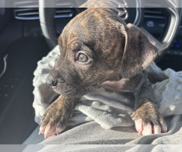 Medium Photo #5 American Staffordshire Terrier-Unknown Mix Puppy For Sale in Sanford, FL, USA