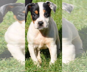 Basenji-Rat Terrier Mix Dogs for adoption in McKinney, TX, USA