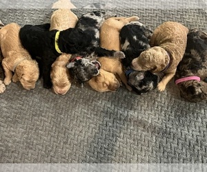 Labradoodle-Poodle (Standard) Mix Litter for sale in SALEM, OR, USA