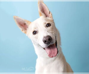 German Shepherd Dog-Unknown Mix Dogs for adoption in Aurora, CO, USA