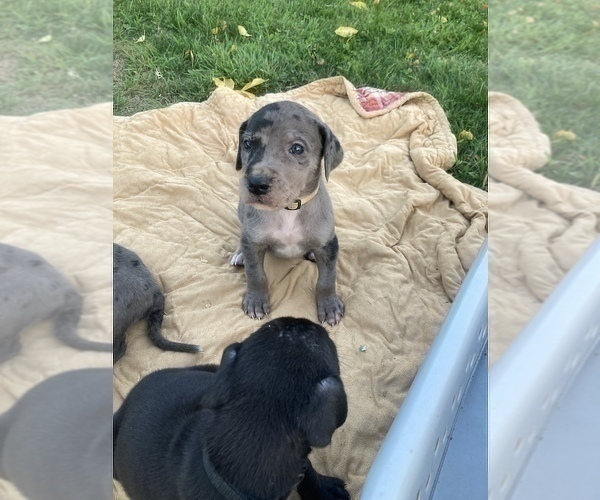 Medium Photo #3 Great Dane Puppy For Sale in CRESWELL, OR, USA