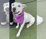 Small Labrador Retriever Mix