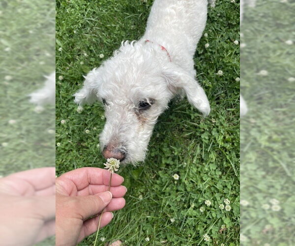 Medium Photo #3 Maltipoo (Miniature) Puppy For Sale in St. Louis Park, MN, USA