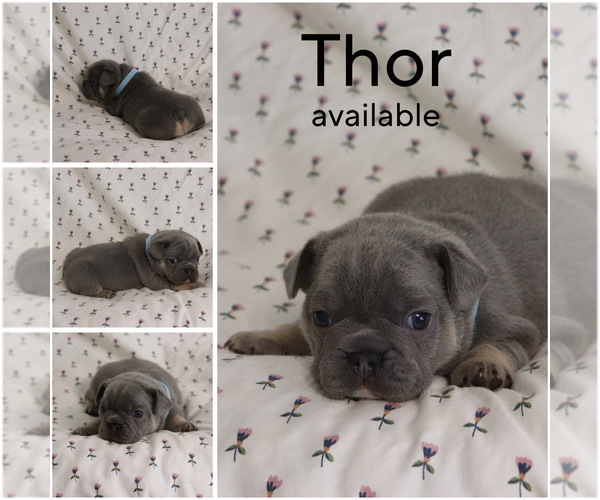 Medium Photo #5 French Bulldog Puppy For Sale in MANCHESTER, MI, USA