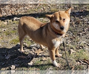 Mother of the Shiba Inu puppies born on 03/12/2024