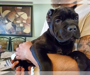 Cane Corso Puppy for sale in LAKEVIEW, CA, USA