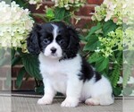 Small Photo #4 Cava-Tzu Puppy For Sale in GORDONVILLE, PA, USA