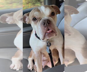Free-Lance Bulldog Dogs for adoption in Southbury, CT, USA