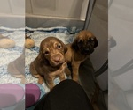 Small Photo #1 Bloodhound Puppy For Sale in WHITTIER, CA, USA