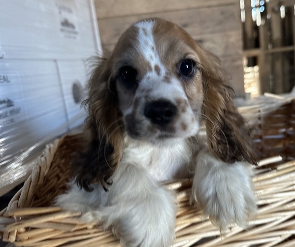 Medium Photo #12 Cocker Spaniel Puppy For Sale in ATHENS, WI, USA