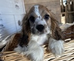 Small #11 Cocker Spaniel