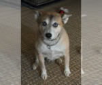 Small Photo #2 Shiba Inu-Siberian Husky Mix Puppy For Sale in Anchorage, AK, USA