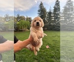 Small Photo #3 English Cream Golden Retriever Puppy For Sale in CLOVIS, CA, USA