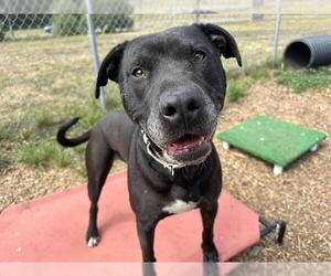 American Pit Bull Terrier-Unknown Mix Dogs for adoption in McKinleyville, CA, USA