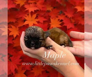 Mal-Shi Puppy for sale in WINNSBORO, LA, USA