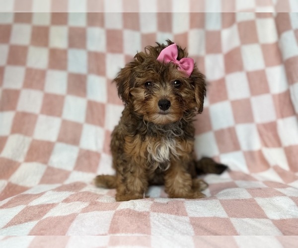 Medium Photo #3 YorkiePoo Puppy For Sale in LAKELAND, FL, USA