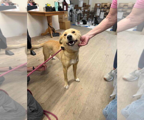 Medium Photo #2 Carolina Dog-Unknown Mix Puppy For Sale in Calgary, Alberta, Canada