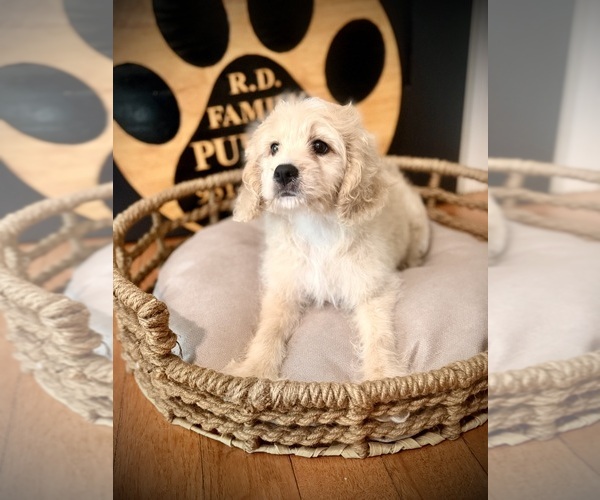Medium Photo #5 Cockapoo (Toy) Puppy For Sale in CROSSVILLE, TN, USA