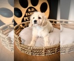 Small #4 Cockapoo (Toy)