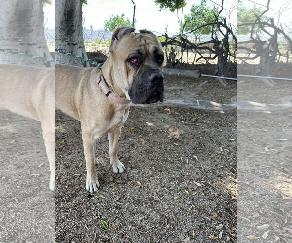 Medium Photo #3 Mutt Puppy For Sale in Goodyear, AZ, USA