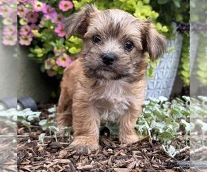 Morkie Puppy for sale in WILLIAMSBURG, IN, USA