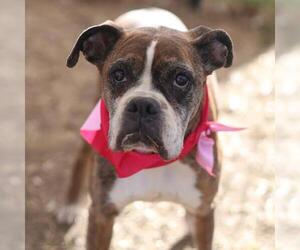 Boxer-Unknown Mix Dogs for adoption in San Antonio, TX, USA