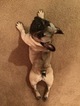 Small Photo #1 French Bulldog Puppy For Sale in BRISTOW, VA, USA