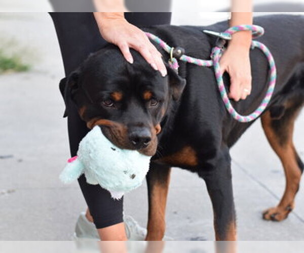 Medium Photo #4 Rottweiler Puppy For Sale in Hillsboro, NH, USA