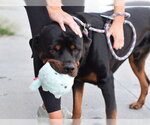 Small #3 Rottweiler