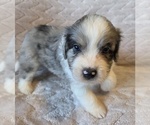 Small #9 Aussiedoodle