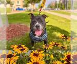 Small #1 Staffordshire Bull Terrier