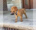 Small Photo #29 Golden Retriever Puppy For Sale in WOLCOTT, IN, USA
