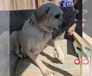 Babe - Female Brazilian Mastiff Dog for Adoption - Photo #3