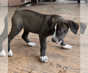 American Pit Bull Terrier Puppy for sale in MIAMI, FL, USA