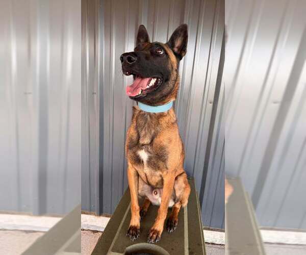 Medium Photo #3 Mutt Puppy For Sale in Imlay City, MI, USA