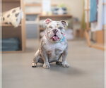 Small #5 Bulldog