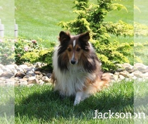 Father of the Shetland Sheepdog puppies born on 07/12/2023