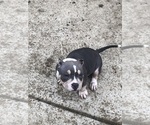 Small Photo #13 American Bully Puppy For Sale in CLEVELAND, OH, USA