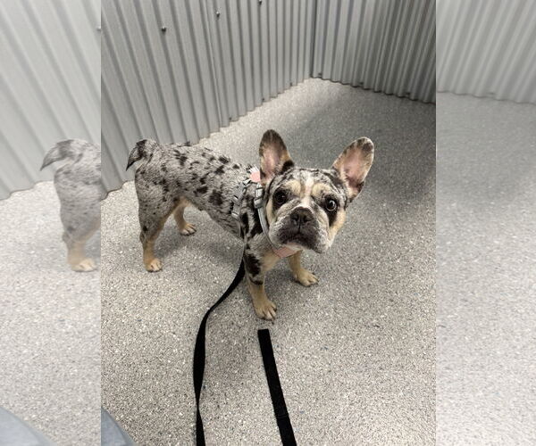 Medium Photo #7 French Bulldog Puppy For Sale in Sanford, FL, USA