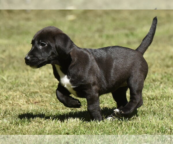 Medium Photo #5 Dachsador Puppy For Sale in Mechanicsburg, PA, USA