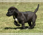Small #4 Dachsador