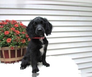 Cocker Spaniel-Miniature Bernedoodle Mix Litter for sale in NEWVILLE, PA, USA